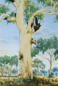 Albert Namatjira Gum tree